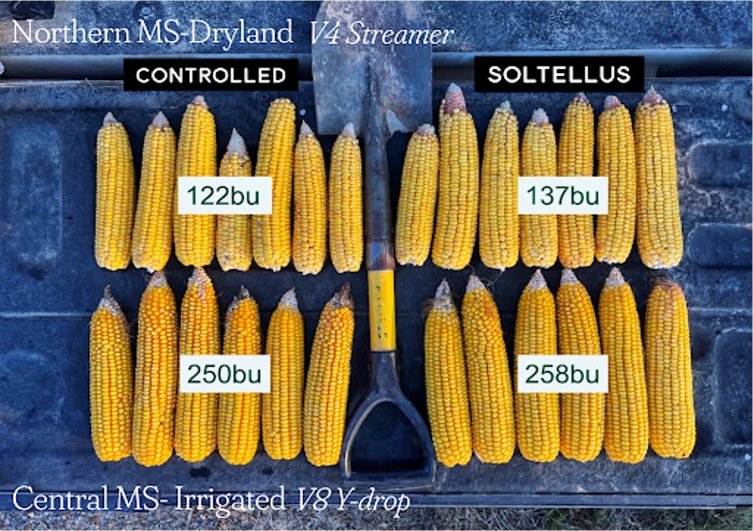 corn comparison